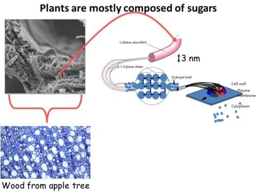 Sugar-power – scientists harness the reducing potential of renewable sugars