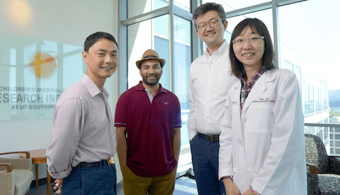 Researchers link absence of protein to liver tissue regeneration