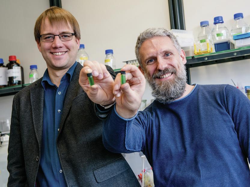 Researchers use cyanobacteria for the production of chemicals