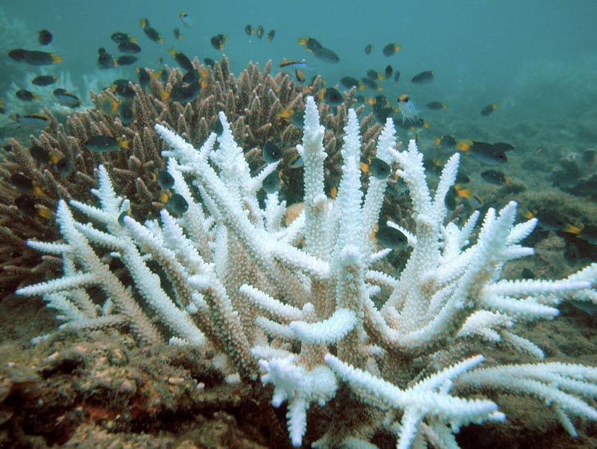 Climate-Related Death of Coral Around World Alarms Scientists