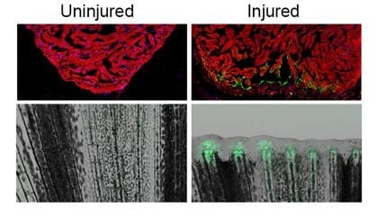 The green signal in these images of an injured zebrafish heart and a fin indicate the activity of a gene that enhances tissue regeneration. (Image: Junsu Kang, Duke University.)