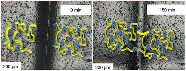 Polymer repairs itself at body temperature for wound dressings and regenerative medicine