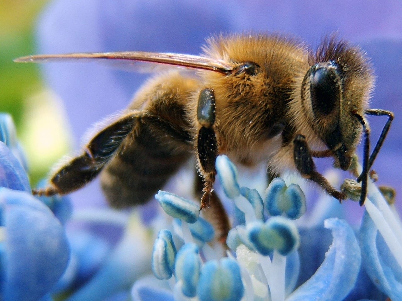 Do Honeybees Feel? Scientists Are Entertaining the Idea