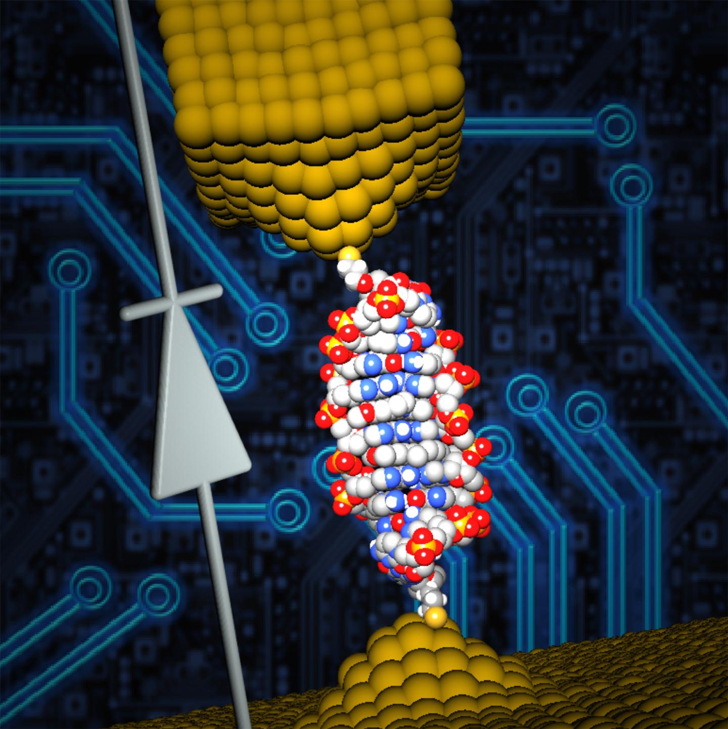Researchers use single molecule of DNA to create world’s smallest diode