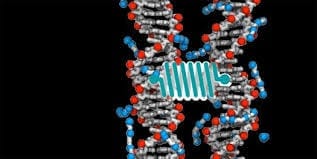 Plastic Proteins: New synthetic material mimics essential characteristics of natural proteins - the stuff of life