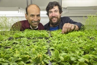 (L-R) Associate Professor Sureshkumar Balasubramanian and PhD student Craig Dent in his lab with Arabidopsis plants. Credit Steven Morton