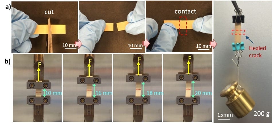 Researchers have developed a flexible electronic material that self-heals to restore many functions, even after multiple breaks. Here, the material is shown being cut in half. The healed material is still able to be stretched and hold weight. Image: Qing Wang / Penn State