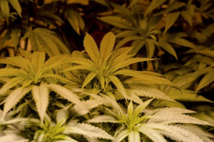 As more states legalize marijuana, adolescents’ problems with pot decline