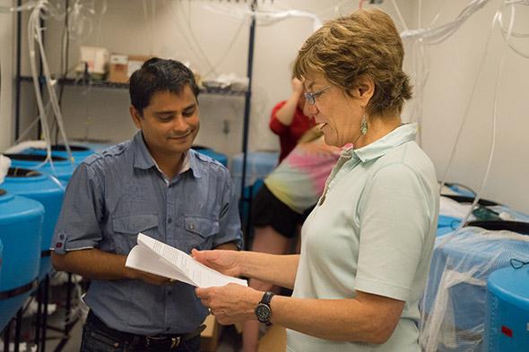 Dartmouth Research Assistant Professor Pallab Sarker (left) and Professor Anne Kapucinski conduct an experiment on the use of microalgae as a sustainable feed ingredient for aquaculture of tilapia. CREDIT Dartmouth College