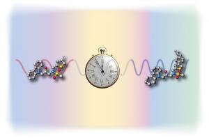 Most living organisms, including humans, have a biological clock that resets every 24 hours, regulating functions such as sleep/wake cycles and metabolism. Copyright : Institute of Transformative Bio-Molecules 