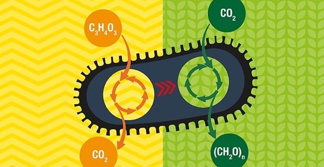 Eating Air, Making Fuel: Converting CO2 to sugars