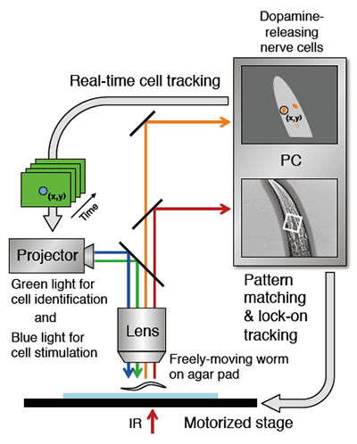 Figure 1. Schematic drawing of the robot microscope system for optical manipulation of a nerve cell. (Adapted from Tanimoto et al., Scientific Reports)