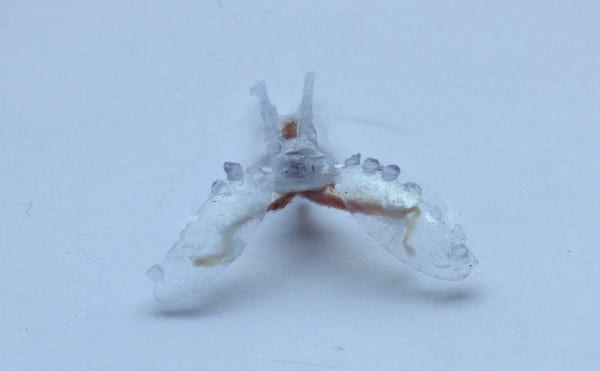  Victoria Webster A sea slug's buccal I2 muscle powers this biohybrid robot as it crawls like a sea turtle.