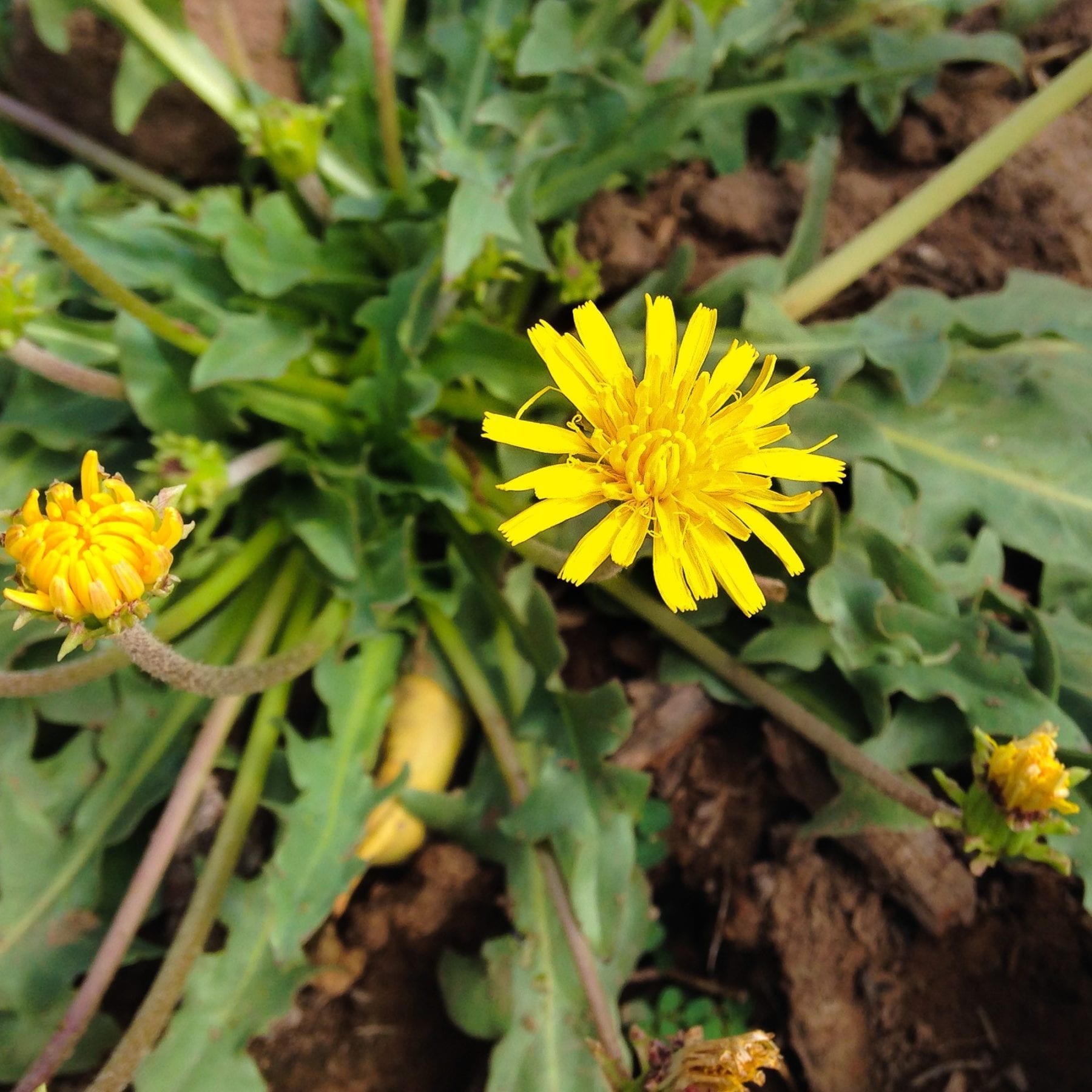 Dandelions could be a sustainable source of rubber