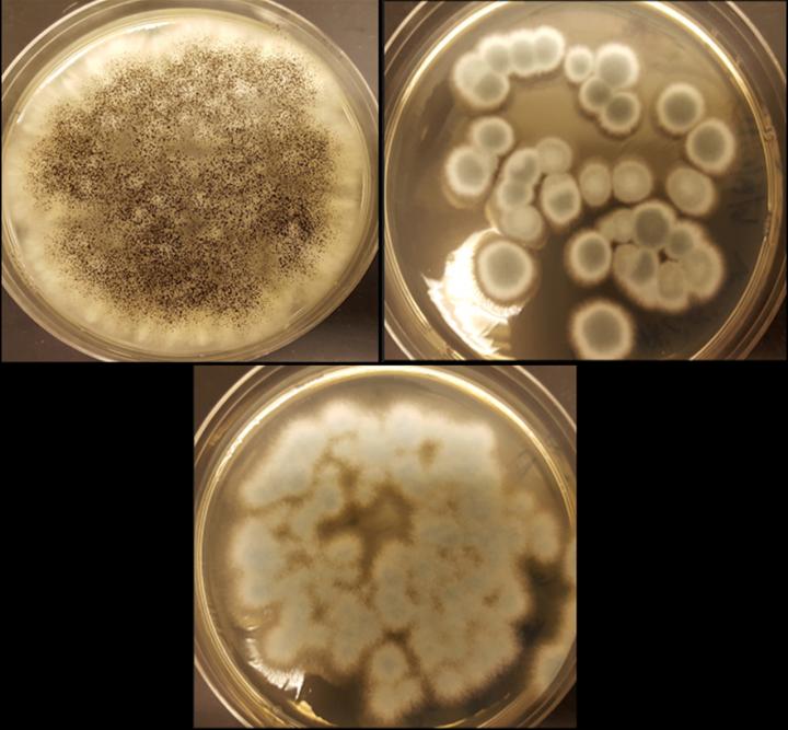 The fungi Aspergillus niger (top left), Penicillium simplicissimum (top right) and Penicillium chrysogenum (bottom) can recycle cobalt and lithium from rechargeable batteries. CREDIT Aldo Lobos
