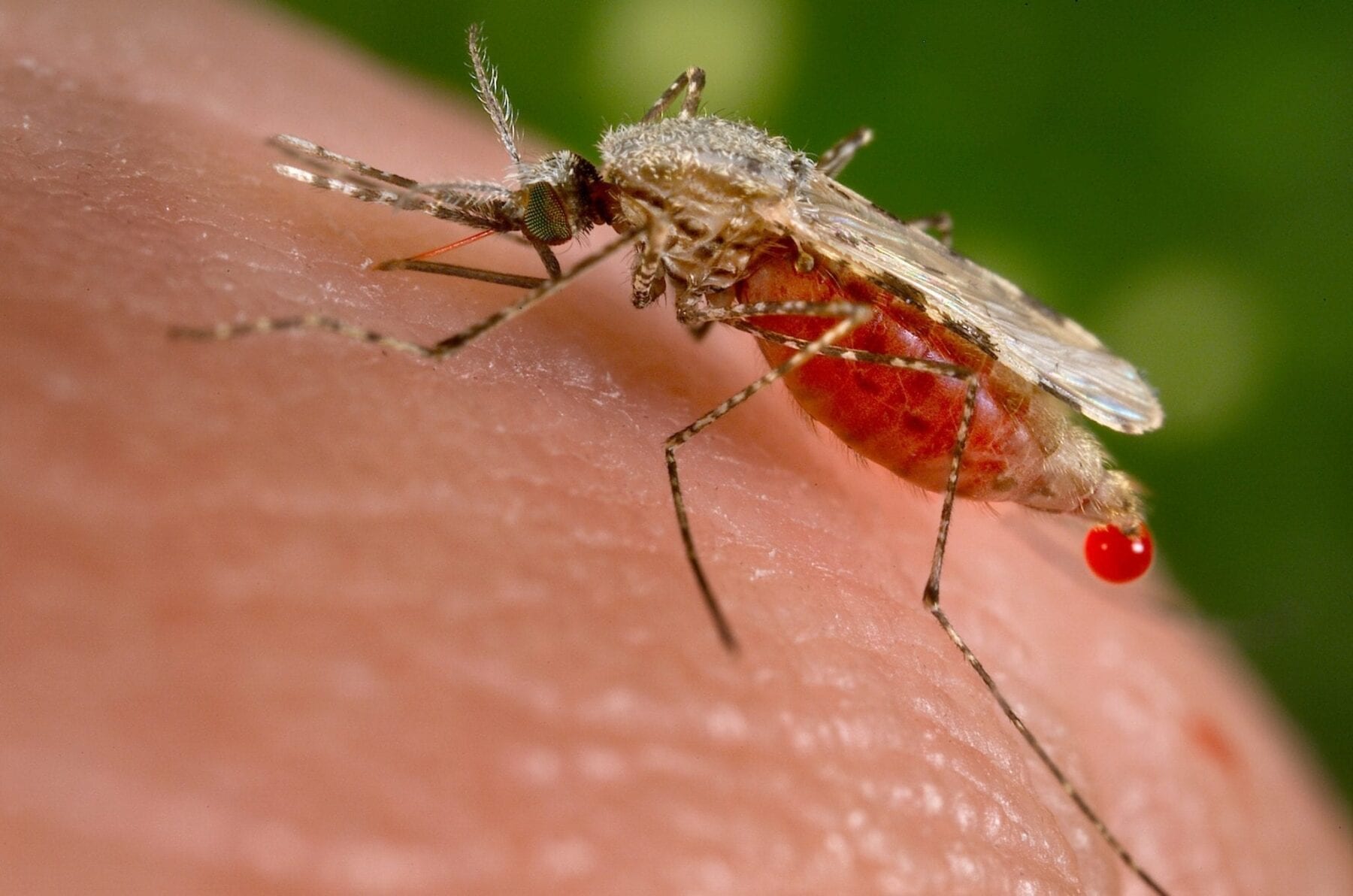 New synthetic protein offer potential Malaria cure