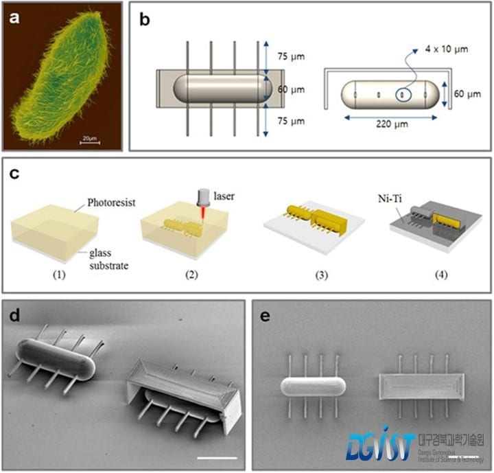 World’s First Ciliary Stroke Motion Microrobots for Chemical and Cell Delivery