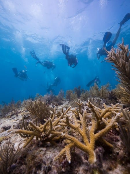 INITIATIVE TO RESTORE ONE MILLION CORALS LAUNCHES IN THE CARIBBEAN AND FLORIDA KEYS
