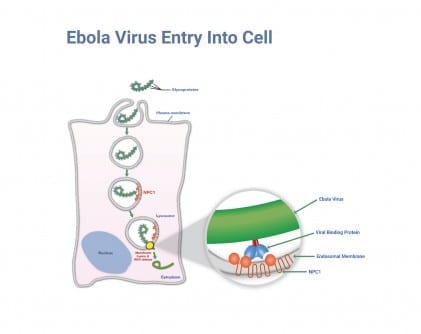 Credit: Albert Einstein College of Medicine How Ebola Enters the Cell