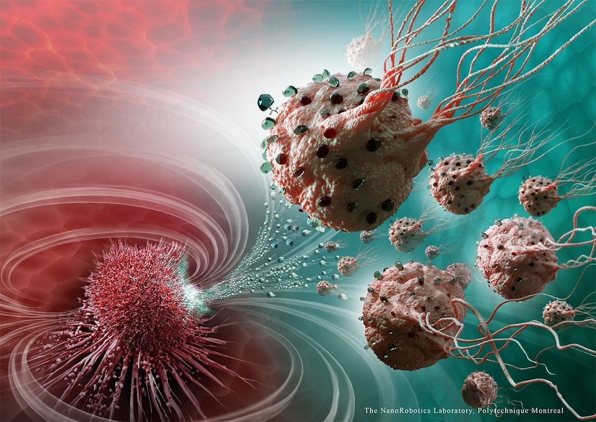 Swarms of magnetic bacteria could be used to deliver drugs to tumors