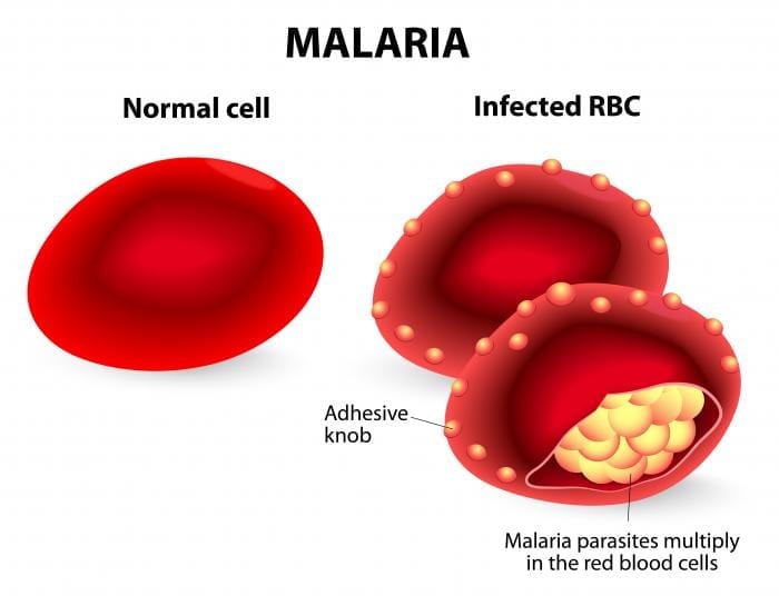 ‘Open science’ paves new pathway to develop malaria drugs