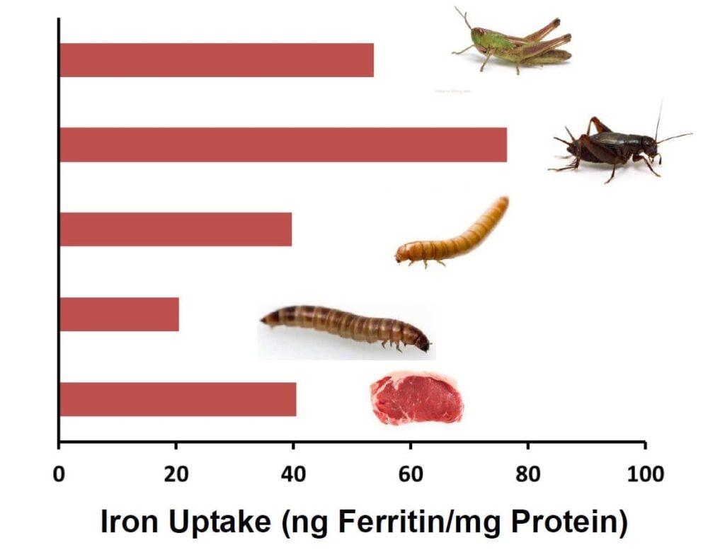 Eating bugs could provide as much or more iron and other nutrients as consuming beef. Credit: American Chemical Society
