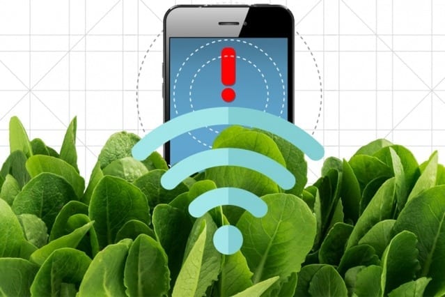 Nanobionic spinach plants can detect explosives and send an alert