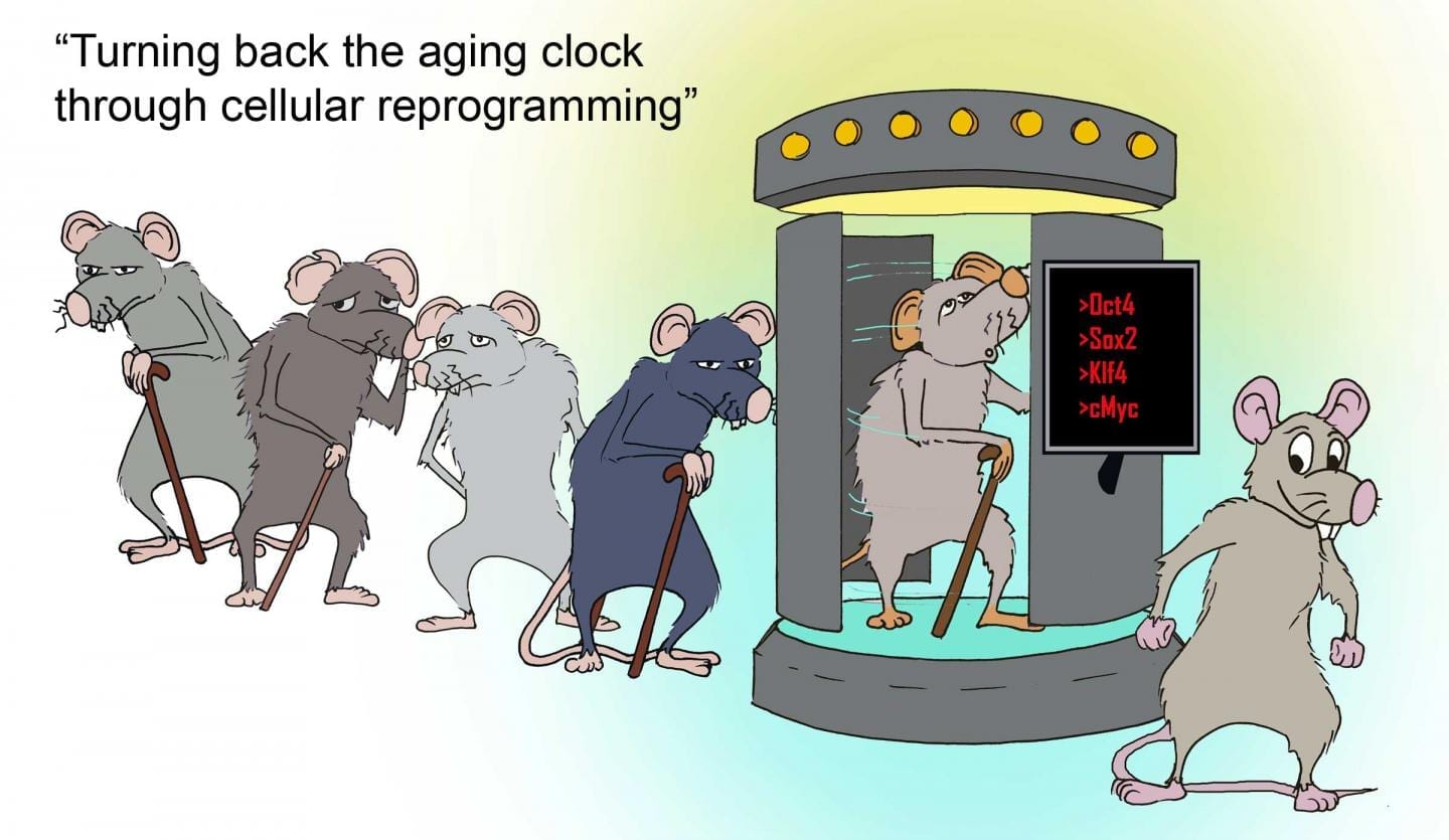 Systemic cellular reprogramming increases lifespan in mice by one third