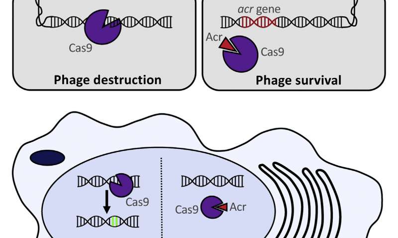 An anti-CRISPR could prevent off-target effects