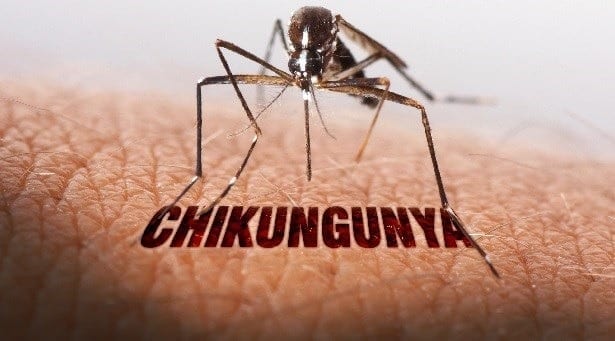 First safe and effective Chikungunya vaccine from virus has no adverse effects on people