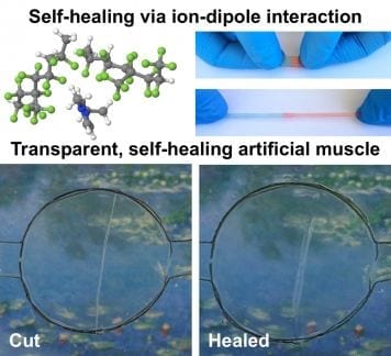 Wolverine inspired: a self-healing, transparent, highly stretchable material that can be electrically activated