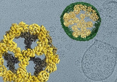 Virus-like delivery system that can transport custom cargo from one human cell to another
