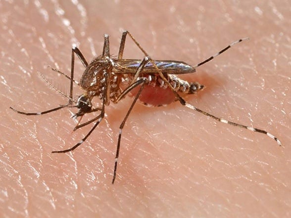 Introducing disease-resistant mosquitoes to help fight dengue and eventually malaria
