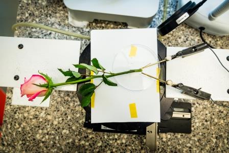A rose acting as a supercapacitor can be charged and discharged hundreds of times