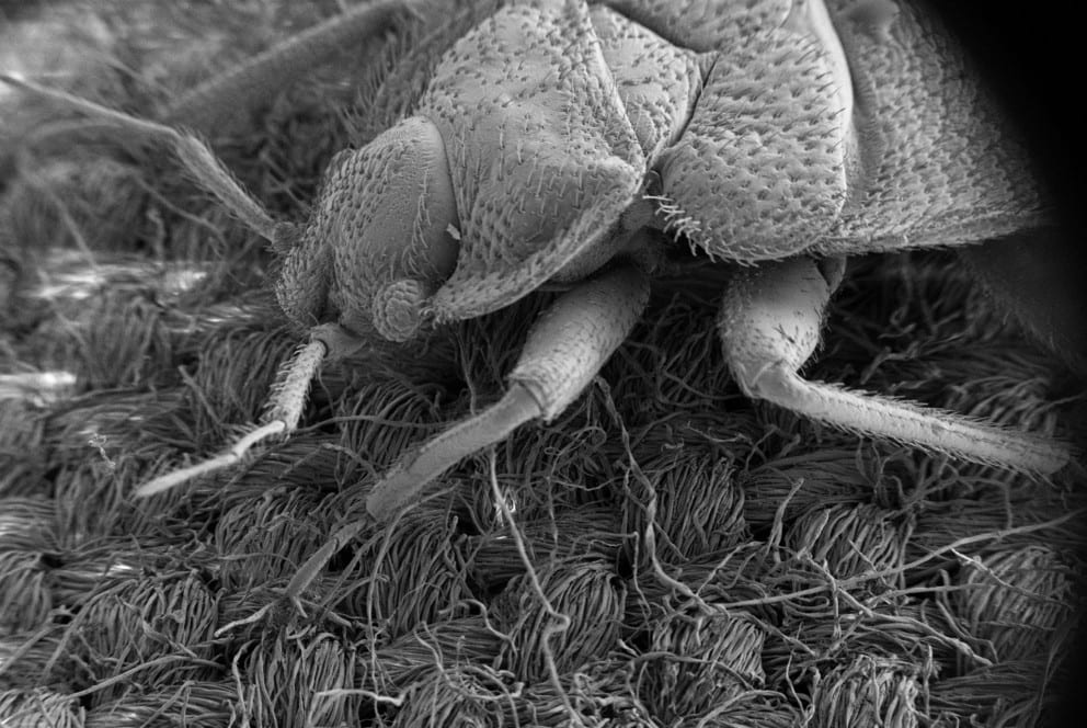 A new biopesticide holds great promise for real bedbug control