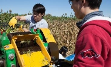 Newly engineered sugarcane can produce oil for biodiesel and sugar for ethanol at the same time