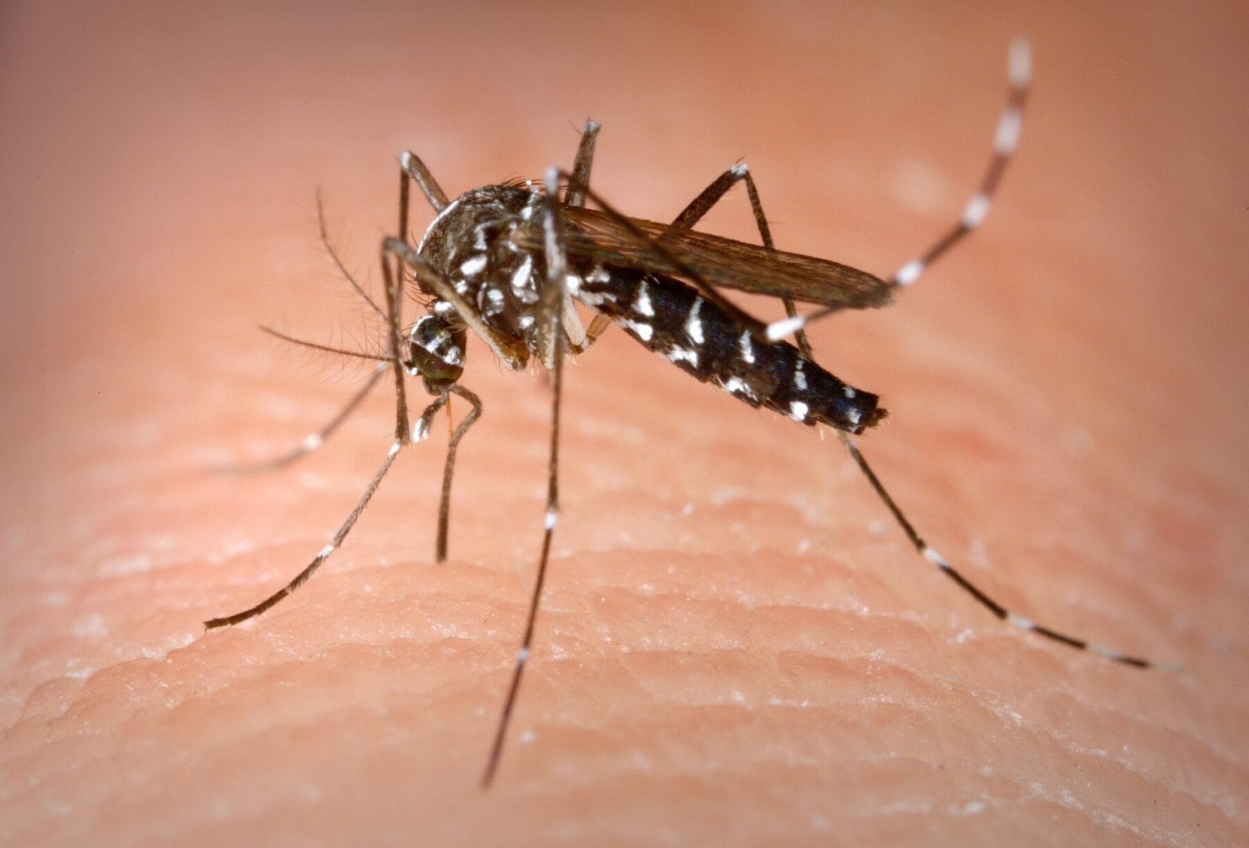 Zika traces found in Asian tiger mosquito in Brasil raises concerns around virus transmission