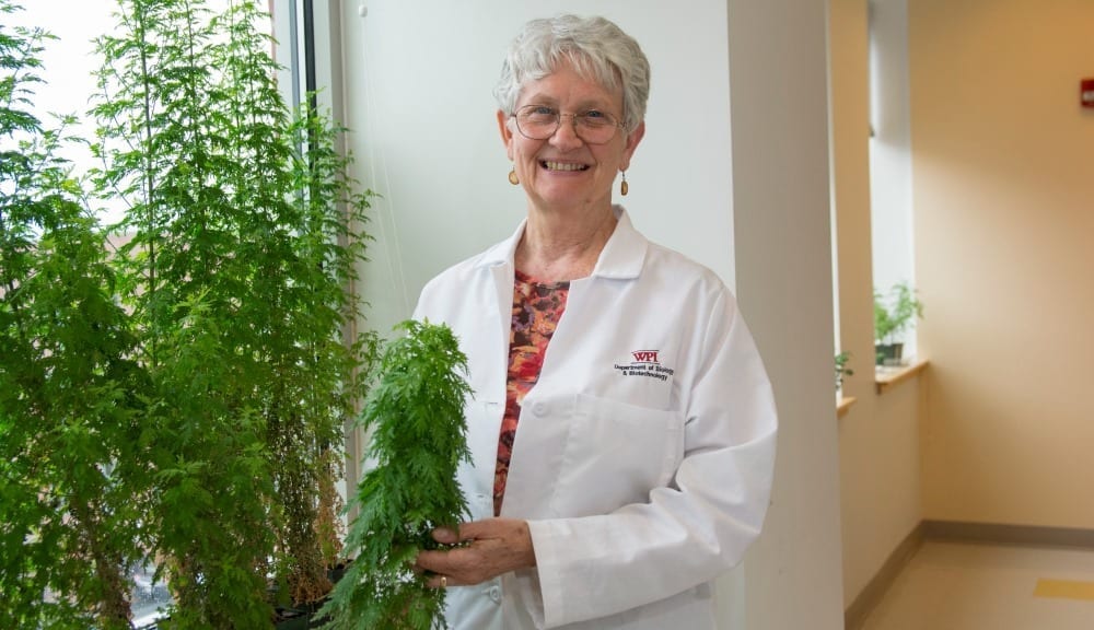 Plant therapy using Artemisia annua can cure drug-resistant malaria