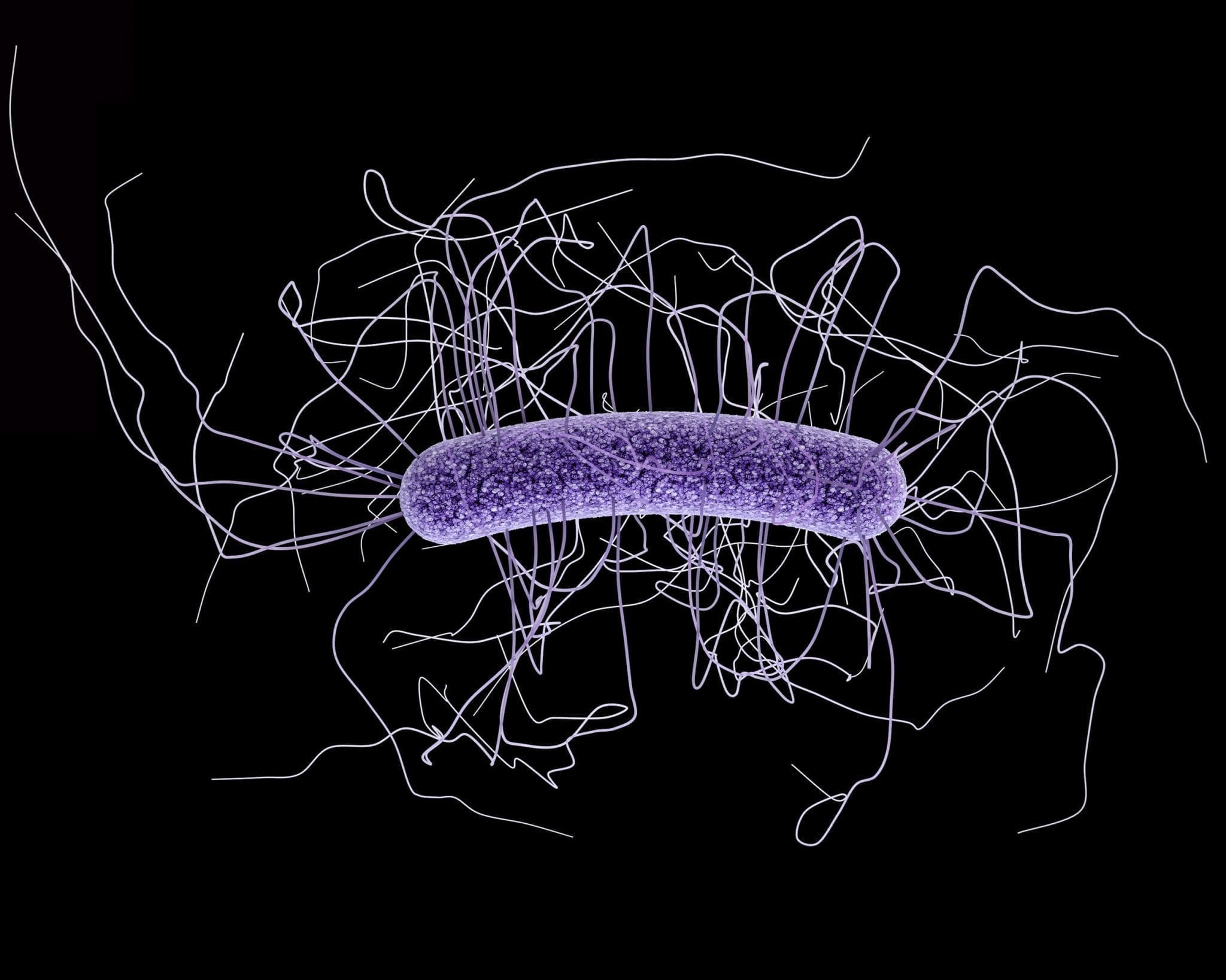 Could C. difficile also be transmitted via our food?