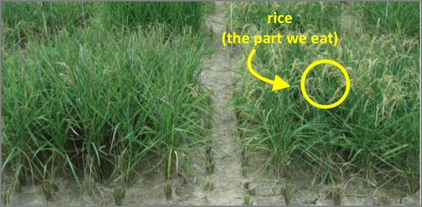 New transgenic strain of rice actually improves yield under drought conditions