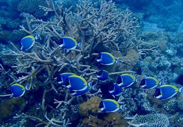 Refuge could preserve climate-sensitive corals