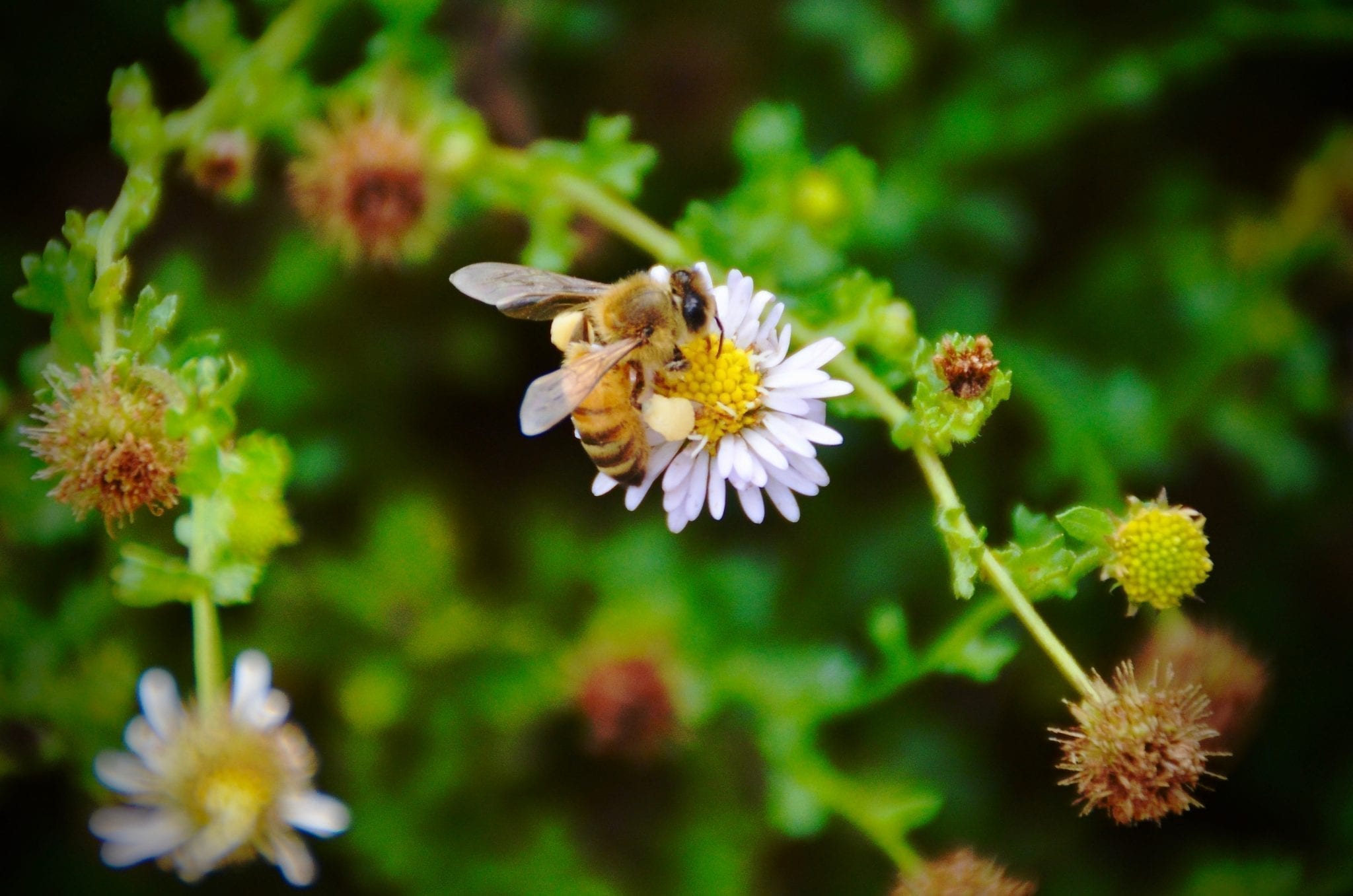 Ten years after the crisis, what is happening to the world's bees?