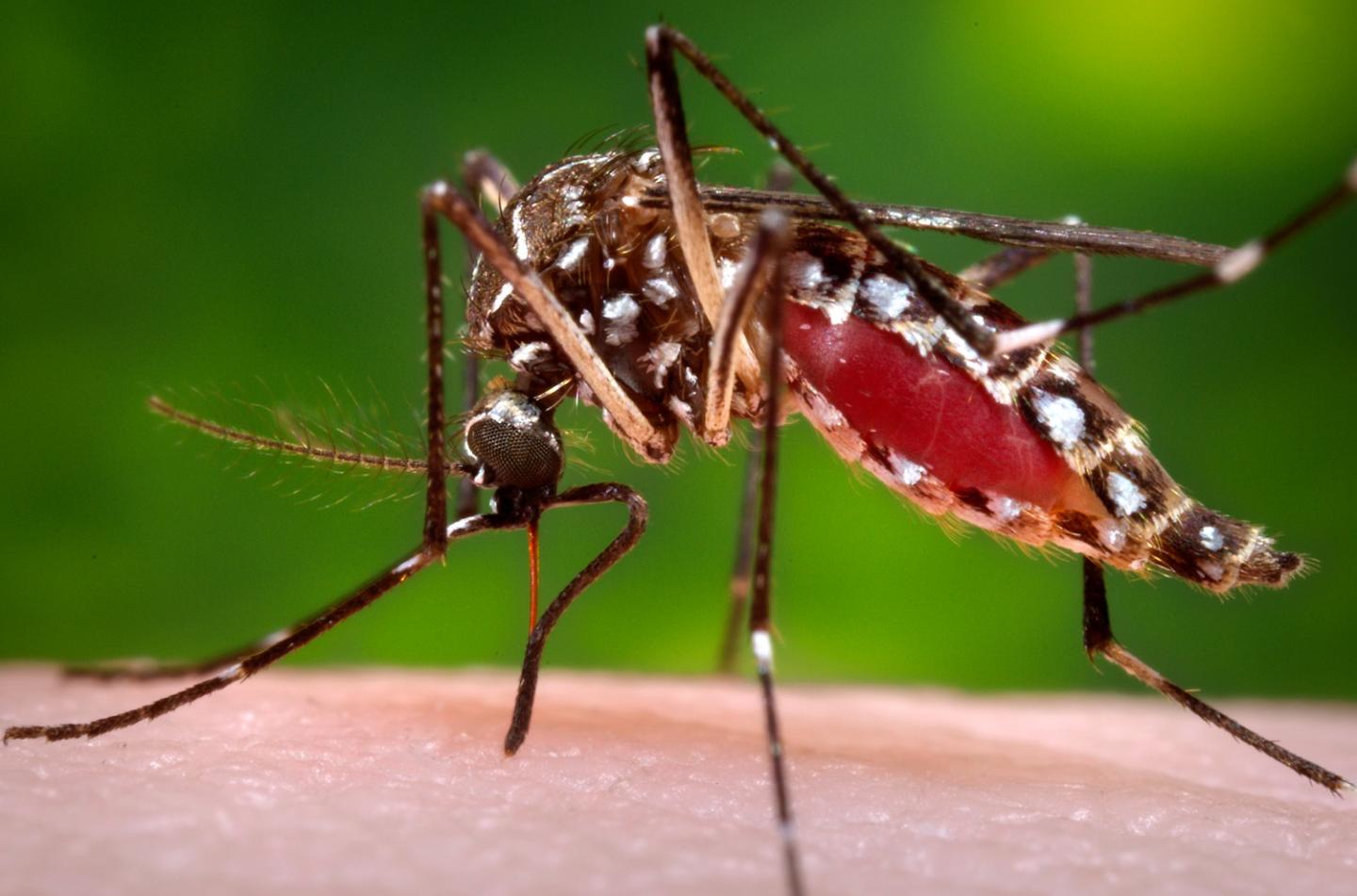Dengue fever could be controlled by mosquitoes infected with virus-suppressing bacteria