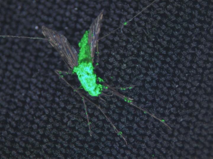 Fungus specifically targets mosquitoes, is safe for humans and other insects