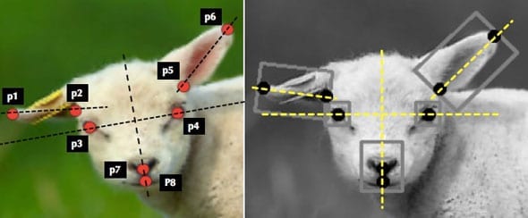 Using artificial intelligence to detect pain levels in animals - starting with sheep