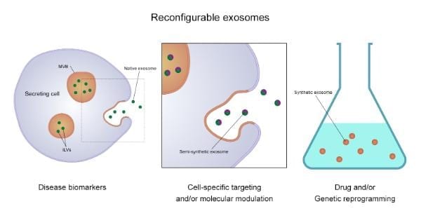 Exosomes - tiny biological nanoparticles - offer significant potential in detecting and treating disease