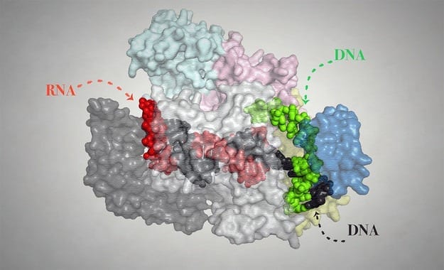 Breakthrough in CRISPR technology to improve genome editing