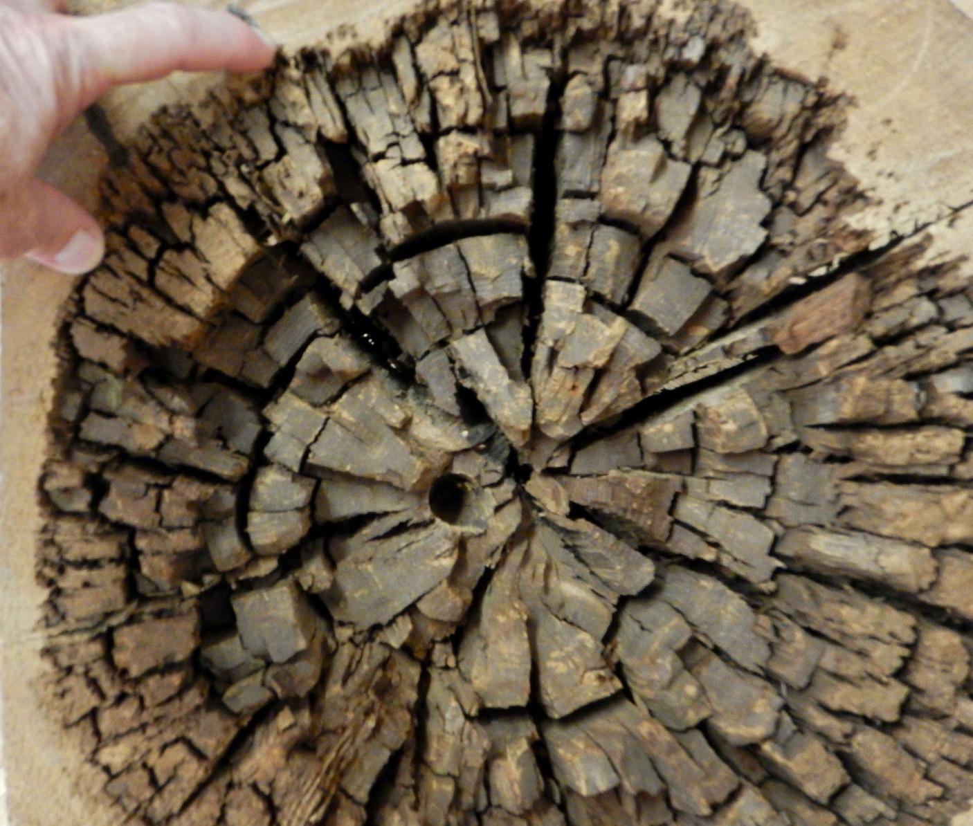 New biomass conversion tool: Fungi that eat wood