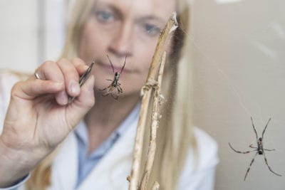 Spider threads can repair damaged nerves and tissue