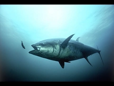 A biological hydraulic system discovered in tuna fins could impact the design of both air and underwater unmanned vehicles